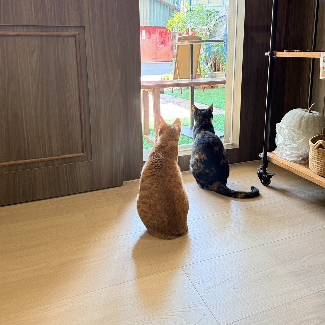吾喵 CAFÉ 兩位貓店長：橘貓筍包與三花貓肉包，一起坐在門口看巷子